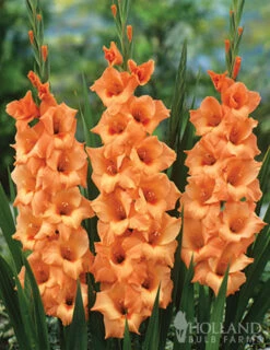 Menu 90 Summer Blooming Flowers Collection -Holland Bulb Farms 79227 holland orange pride collection 4 1