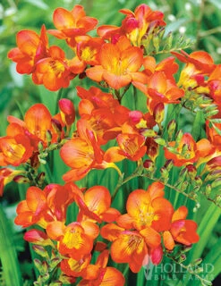Menu 90 Summer Blooming Flowers Collection -Holland Bulb Farms 79227 holland orange pride collection 5 1