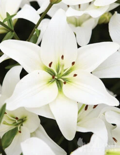 Menu Magic Moon Garden -Holland Bulb Farms 79228 magic moon garden 3