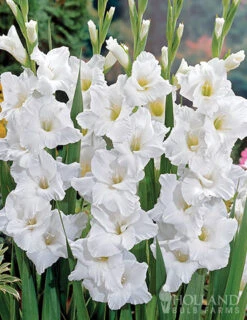 Menu Magic Moon Garden -Holland Bulb Farms 79228 magic moon garden 4