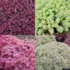 Menu Medley Of Sedum Collection 1 Menu Medley Of Sedum Collection -Holland Bulb Farms 79229 medley of sedum collection