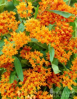 Menu Butterfly Bonanza Collection -Holland Bulb Farms 79234 butterfly collection 2