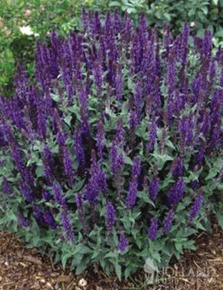 Menu Butterfly Bonanza Collection -Holland Bulb Farms 79234 butterfly collection 3