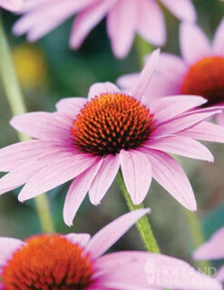 Menu Butterfly Bonanza Collection -Holland Bulb Farms 79234 butterfly collection 4