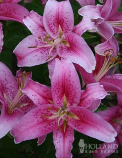 Menu All Summer Blooming Garden Kit -Holland Bulb Farms 79242 all summer blooming kit 10