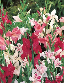 Menu Mega Mystery Mixed Summer Box -Holland Bulb Farms 79242 all summer blooming kit 11