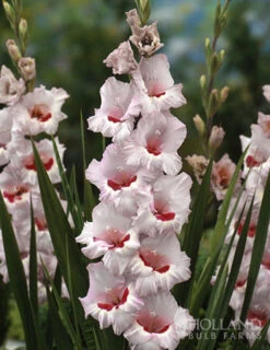 Menu All Summer Blooming Garden Kit -Holland Bulb Farms 79242 all summer blooming kit 12