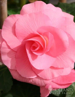 Menu All Summer Blooming Garden Kit -Holland Bulb Farms 79242 all summer blooming kit 4