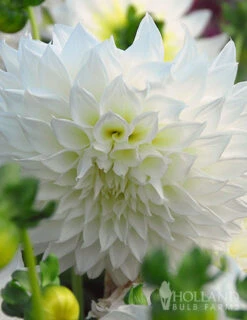 Menu Mega Mystery Mixed Summer Box -Holland Bulb Farms 79242 all summer blooming kit 5