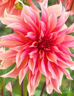 Menu All Summer Blooming Garden Kit -Holland Bulb Farms 79242 all summer blooming kit 6