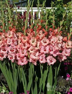 Menu All Summer Blooming Garden Kit -Holland Bulb Farms 79242 all summer blooming kit 7