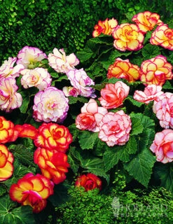 Menu All Summer Blooming Garden Kit -Holland Bulb Farms 79242 all summer blooming kit 8