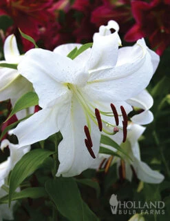 Menu All Summer Blooming Garden Kit -Holland Bulb Farms 79242 all summer blooming kit 9