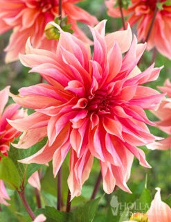 Menu Mega Mystery Mixed Summer Box -Holland Bulb Farms 79243 mystery box 2