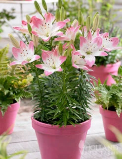 Menu Mega Mystery Mixed Summer Box -Holland Bulb Farms 79243 mystery box 20