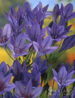 Menu Mega Mystery Mixed Summer Box -Holland Bulb Farms 79243 mystery box 21