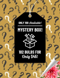 Menu Mega Mystery Mixed Summer Box