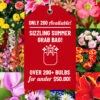 Menu Sizzling Summer Flower Grab Bag -Holland Bulb Farms 79246 sizzling summer grab bag