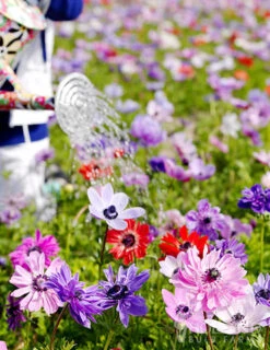 Menu Sizzling Summer Flower Grab Bag -Holland Bulb Farms 79246 sizzling summer grab bag 11