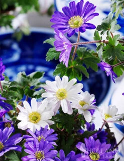 Menu Sizzling Summer Flower Grab Bag -Holland Bulb Farms 79246 sizzling summer grab bag 12