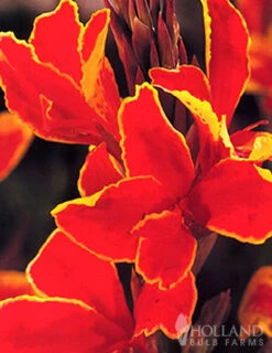 Menu Sizzling Summer Flower Grab Bag -Holland Bulb Farms 79246 sizzling summer grab bag 13