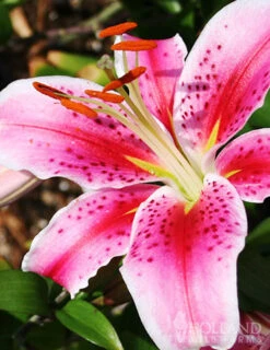 Menu Sizzling Summer Flower Grab Bag -Holland Bulb Farms 79246 sizzling summer grab bag 3