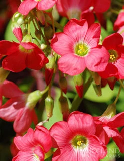 Menu Sizzling Summer Flower Grab Bag -Holland Bulb Farms 79246 sizzling summer grab bag 5