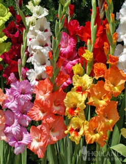 Menu Sizzling Summer Flower Grab Bag -Holland Bulb Farms 79246 sizzling summer grab bag 6