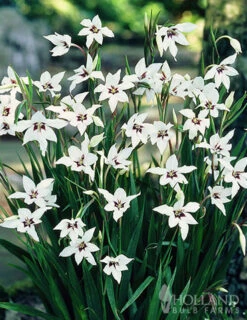 Menu Sizzling Summer Flower Grab Bag -Holland Bulb Farms 79246 sizzling summer grab bag 7