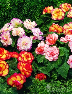 Menu Sizzling Summer Flower Grab Bag -Holland Bulb Farms 79246 sizzling summer grab bag 9