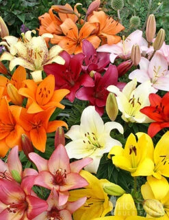 Menu Sunny Perennial & Lily Grab Bag -Holland Bulb Farms 79247 sunny perennial and lily grab bag 11