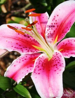 Menu Sunny Perennial & Lily Grab Bag -Holland Bulb Farms 79247 sunny perennial and lily grab bag 12