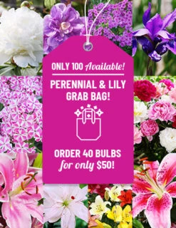 Menu Sunny Perennial & Lily Grab Bag -Holland Bulb Farms 79247 sunny perennial and lily grab bag 2