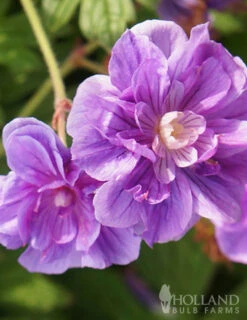 Menu Sunny Perennial & Lily Grab Bag -Holland Bulb Farms 79247 sunny perennial and lily grab bag 3