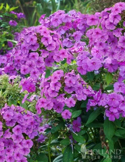 Menu Sunny Perennial & Lily Grab Bag -Holland Bulb Farms 79247 sunny perennial and lily grab bag 4