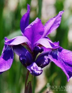 Menu Sunny Perennial & Lily Grab Bag -Holland Bulb Farms 79247 sunny perennial and lily grab bag 5