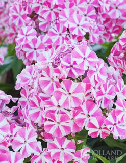 Menu Sunny Perennial & Lily Grab Bag -Holland Bulb Farms 79247 sunny perennial and lily grab bag 6