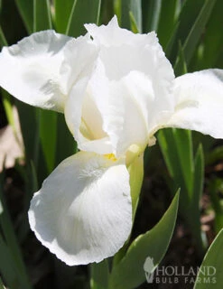 Menu Sunny Perennial & Lily Grab Bag -Holland Bulb Farms 79247 sunny perennial and lily grab bag 7