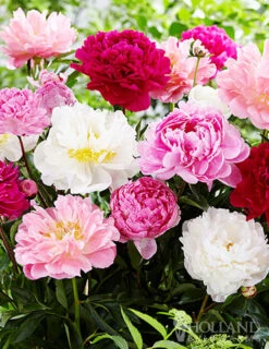 Menu Sunny Perennial & Lily Grab Bag -Holland Bulb Farms 79247 sunny perennial and lily grab bag 8