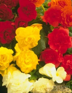 Menu Exclusive Shady Mystery Box -Holland Bulb Farms 79248 shade mystery box 10