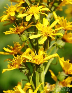 Menu Exclusive Shady Mystery Box -Holland Bulb Farms 79248 shade mystery box 11