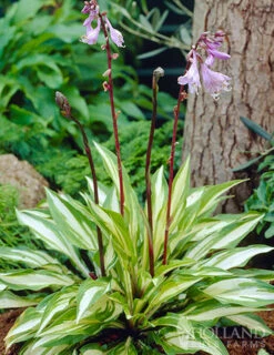 Menu Exclusive Shady Mystery Box -Holland Bulb Farms 79248 shade mystery box 12