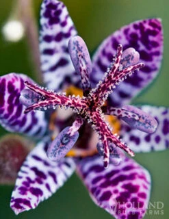 Menu Exclusive Shady Mystery Box -Holland Bulb Farms 79248 shade mystery box 13