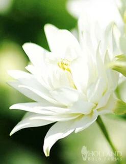 Menu Exclusive Shady Mystery Box -Holland Bulb Farms 79248 shade mystery box 14