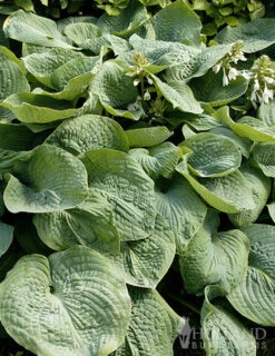 Menu Exclusive Shady Mystery Box -Holland Bulb Farms 79248 shade mystery box 15