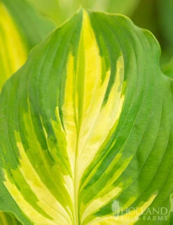 Menu Exclusive Shady Mystery Box -Holland Bulb Farms 79248 shade mystery box 16