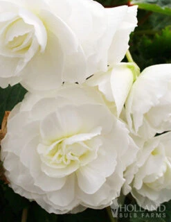 Menu Exclusive Shady Mystery Box -Holland Bulb Farms 79248 shade mystery box 2