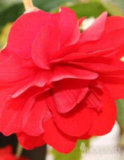 Menu Exclusive Shady Mystery Box -Holland Bulb Farms 79248 shade mystery box 3