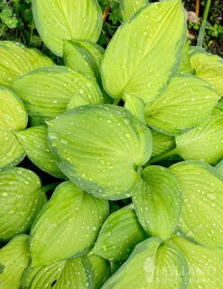 Menu Exclusive Shady Mystery Box -Holland Bulb Farms 79248 shade mystery box 4