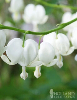 Menu Exclusive Shady Mystery Box -Holland Bulb Farms 79248 shade mystery box 5